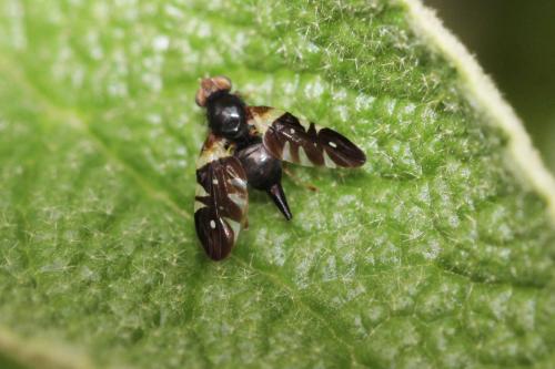 Aciura coryli